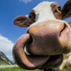 Image for article titled How South Dakota's Human-Cow Hybrids Are Helping Modern Medicine